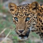 ಮಲೆಮಹದೇಶ್ವರ ಬೆಟ್ಟದಲ್ಲಿ ಚಿರತೆ ಪ್ರತ್ಯಕ್ಷ: ಭಕ್ತರಲ್ಲಿ ಆತಂಕ