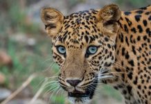 ಮಲೆಮಹದೇಶ್ವರ ಬೆಟ್ಟದಲ್ಲಿ ಚಿರತೆ ಪ್ರತ್ಯಕ್ಷ: ಭಕ್ತರಲ್ಲಿ ಆತಂಕ