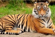 ಮಾನವ-ವನ್ಯಪ್ರಾಣಿ ಸಂಘರ್ಷ : “ಡ್ರೋಣ್ “ ಕಣ್ಗಾವಲು, ಸಂಘರ್ಷ ತಪ್ಪಿಸಲು ಎಂಟು ಅಂಶಗಳ ಯೋಜನೆಗೆ ಸಿಎಂ ಅಸ್ತು.