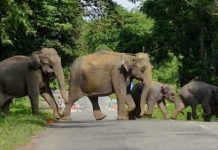 ದೇಶದಲ್ಲೇ ನಂಬರ್ 1,2,3: ಕರ್ನಾಟಕದಲ್ಲಿನ ಆನೆ, ಹುಲಿ, ಚಿರತೆ ಸಂಖ್ಯೆಗಳು..!