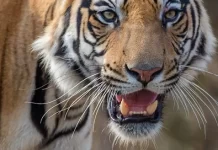 ಮೈಸೂರು: 26 ದಿನಗಳಲ್ಲಿ 10 ಹುಲಿಗಳ ಸೆರೆ, ಮೂವರು ಸಾವು