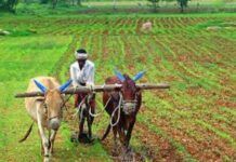 ಮುಖ್ಯಮಂತ್ರಿ ಕೃಷಿ ವಿಸ್ತಾರ ಯೋಜನೆ ಜಾರಿ, ಮಿಲೆಟ್ ಹಬ್ ನಿರ್ಮಾಣ- ಸಿಎಂ ಸಿದ್ದರಾಮಯ್ಯ