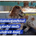 ಮೈಸೂರಿನಲ್ಲಿರುವ ರಾಜ್ಯದ ಮೊದಲ ನಾಯಿ ಪುನರ್ವಸತಿ ಕೇಂದ್ರ ಈಗ ನಿರುಪಯುಕ್ತವಾಗಿದೆ.