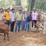 ಅಕ್ರಮ ಜಾನುವಾರುಗಳ ಸಾಗಾಟ: ಸಿನಿಮೀಯ ರೀತಿ ಪೊಲೀಸರಿಂದ ಚೇಸ್, 20 ದನಕರುಗಳ ರಕ್ಷಣೆ