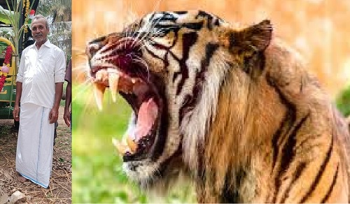 tiger