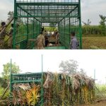 ಹುಲಿ ಸೆರೆಗೆ ಕಾರ್ಯಾಚರಣೆ: ಜಮೀನಿನಲ್ಲಿ ದೊಡ್ಡ ಗಾತ್ರದ ಬೋನ್ ಇರಿಸಿದ ಅರಣ್ಯ ಇಲಾಖೆ