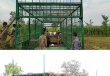 ಹುಲಿ ಸೆರೆಗೆ ಕಾರ್ಯಾಚರಣೆ: ಜಮೀನಿನಲ್ಲಿ ದೊಡ್ಡ ಗಾತ್ರದ ಬೋನ್ ಇರಿಸಿದ ಅರಣ್ಯ ಇಲಾಖೆ