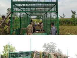 ಹುಲಿ ಸೆರೆಗೆ ಕಾರ್ಯಾಚರಣೆ: ಜಮೀನಿನಲ್ಲಿ ದೊಡ್ಡ ಗಾತ್ರದ ಬೋನ್ ಇರಿಸಿದ ಅರಣ್ಯ ಇಲಾಖೆ