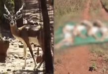 ಮೃಗಾಲಯದಲ್ಲಿ 28 ಕೃಷ್ಣಮೃಗಗಳು ನಿಗೂಢ ಸಾವು