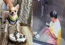 ನಾಯಿ ಮರಿ ನೆಲಕ್ಕೆ ಬಡಿದು ಕೊಂದು ವಿಕೃತಿ ಮೆರೆದಿದ್ದ ಮಹಿಳೆ ಅರೆಸ್ಟ್