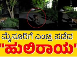 MYSORE BEML; ಹುಲಿ ಪ್ರತ್ಯಕ್ಷ, ದೃಢಪಡಿಸಿದ ಪಗ್ ಮಾರ್ಕ್..!