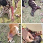 ಮೈಸೂರು: ಅರಣ್ಯ ಇಲಾಖೆಯ ವಾಚರ್, ಹಸು, ಮೇಕೆ ಮೇಲೆ ಹುಲಿ ದಾಳಿ