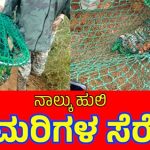 ತಾಯಿ ಹುಲಿ ಸೆರೆ ಬೆನ್ನಲ್ಲೇ 4 ಮರಿ ಹುಲಿಗಳ ಸಂರಕ್ಷಿಸಿದ ಅರಣ್ಯ ಇಲಾಖೆ.