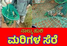 ತಾಯಿ ಹುಲಿ ಸೆರೆ ಬೆನ್ನಲ್ಲೇ 4 ಮರಿ ಹುಲಿಗಳ ಸಂರಕ್ಷಿಸಿದ ಅರಣ್ಯ ಇಲಾಖೆ.