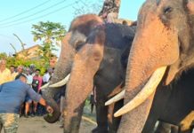 ಮುಂದುವರಿದ ಹುಲಿ ದಾಳಿ : ಸಾಕಾನೆಗಳ ನೆರವಿಂದ ಕೂಂಬಿಂಗ್ ಆರಂಭಿಸಿದ ಅರಣ್ಯ ಇಲಾಖೆ.