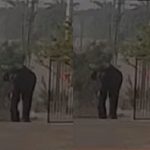 ಮೊರಾರ್ಜಿ ದೇಸಾಯಿ ಶಾಲೆಗೆ ನುಗ್ಗಿದ ಒಂಟಿ ಸಲಗ:ವಿದ್ಯಾರ್ಥಿಗಳಲ್ಲಿ ಆತಂಕ