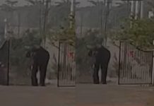 ಮೊರಾರ್ಜಿ ದೇಸಾಯಿ ಶಾಲೆಗೆ ನುಗ್ಗಿದ ಒಂಟಿ ಸಲಗ:ವಿದ್ಯಾರ್ಥಿಗಳಲ್ಲಿ ಆತಂಕ