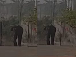 ಮೊರಾರ್ಜಿ ದೇಸಾಯಿ ಶಾಲೆಗೆ ನುಗ್ಗಿದ ಒಂಟಿ ಸಲಗ:ವಿದ್ಯಾರ್ಥಿಗಳಲ್ಲಿ ಆತಂಕ