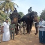 ಹುಲಿಗಳ ಸೆರೆಗೆ ದುಬಾರೆಯ ಸಾಕಾನೆಗಳು: ಇಂದಿನಿಂದ ಕಾರ್ಯಾಚರಣೆ