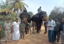 ಹುಲಿಗಳ ಸೆರೆಗೆ ದುಬಾರೆಯ ಸಾಕಾನೆಗಳು: ಇಂದಿನಿಂದ ಕಾರ್ಯಾಚರಣೆ