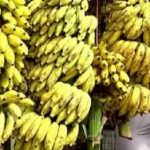 ನಂಜನಗೂಡು ರಸಬಾಳೆ: ರೈತರನ್ನು ಉತ್ತೇಜಿಸಲು ಬಂಪರ್ ಆಫರ್.!