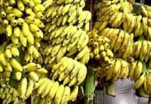 ನಂಜನಗೂಡು ರಸಬಾಳೆ: ರೈತರನ್ನು ಉತ್ತೇಜಿಸಲು ಬಂಪರ್ ಆಫರ್.!