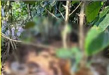 ತೋಟದಲ್ಲಿ ಹಾಕಿದ್ದ ಉರುಳಿಗೆ ಸಿಲುಕಿ ಹುಲಿ ದಾರುಣ ಸಾವು.