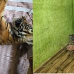 2ರಿಂದ 3 ತಿಂಗಳ ಹೆಣ್ಣು ಹುಲಿಮರಿಯ ರಕ್ಷಣೆ