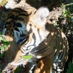 ಉರುಳಿಗೆ ಸಿಲುಕಿ ಹುಲಿ ಸಾವು