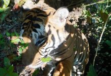 ಉರುಳಿಗೆ ಸಿಲುಕಿ ಹುಲಿ ಸಾವು