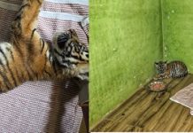 2ರಿಂದ 3 ತಿಂಗಳ ಹೆಣ್ಣು ಹುಲಿಮರಿಯ ರಕ್ಷಣೆ