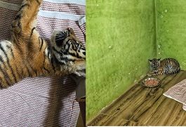 2ರಿಂದ 3 ತಿಂಗಳ ಹೆಣ್ಣು ಹುಲಿಮರಿಯ ರಕ್ಷಣೆ