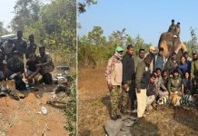 ಅರಣ್ಯ ಇಲಾಖೆಯ ಭರ್ಜರಿ ಕಾರ್ಯಾಚರಣೆ: 48 ಗಂಟೆಯಲ್ಲಿ ಎರಡು ಹುಲಿ ಸೆರೆ.