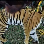 ಅರಣ್ಯ ಇಲಾಖೆಯಿಂದ ಕಾರ್ಯಾಚರಣೆ: ಮತ್ತೊಂದು ಹುಲಿ ಸೆರೆ