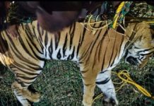 ಅರಣ್ಯ ಇಲಾಖೆಯಿಂದ ಕಾರ್ಯಾಚರಣೆ: ಮತ್ತೊಂದು ಹುಲಿ ಸೆರೆ