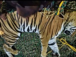 ಅರಣ್ಯ ಇಲಾಖೆಯಿಂದ ಕಾರ್ಯಾಚರಣೆ: ಮತ್ತೊಂದು ಹುಲಿ ಸೆರೆ
