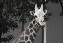 ಮೈಸೂರು ಮೃಗಾಲಯದಲ್ಲಿ ಗಂಡು ಜಿರಾಫೆ ‘ಯುವರಾಜ’ ಸಾವು