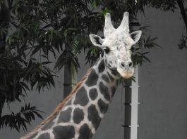 ಮೈಸೂರು ಮೃಗಾಲಯದಲ್ಲಿ ಗಂಡು ಜಿರಾಫೆ ‘ಯುವರಾಜ’ ಸಾವು