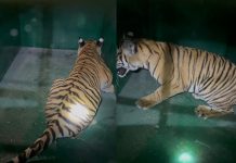 ಮುಂದುವರೆದ ಕಾರ್ಯಾಚರಣೆ: ನಾಲ್ಕು ಹುಲಿಮರಿಗಳ ಪೈಕಿ ಒಂದು ಹುಲಿಮರಿ ಸೆರೆ.