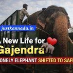 ಮಿಡಿದ ಮಾನವೀಯ ಸ್ಪಂದನೆ: ಮತ್ತಿಗೋಡು ಶಿಬಿರಕ್ಕೆ “ಗಜೇಂದ್ರ “ ಸ್ಥಳಾಂತರ