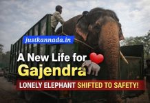 ಮಿಡಿದ ಮಾನವೀಯ ಸ್ಪಂದನೆ: ಮತ್ತಿಗೋಡು ಶಿಬಿರಕ್ಕೆ “ಗಜೇಂದ್ರ “ ಸ್ಥಳಾಂತರ