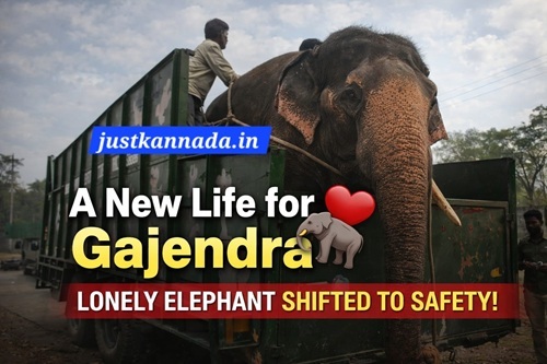 ಮಿಡಿದ ಮಾನವೀಯ ಸ್ಪಂದನೆ:  ಮತ್ತಿಗೋಡು ಶಿಬಿರಕ್ಕೆ “ಗಜೇಂದ್ರ “ ಸ್ಥಳಾಂತರ