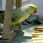 ಗಿಳಿಶಾಸ್ತ್ರದ ಮೊರೆ ಹೋದ IT ಇಲಾಖೆ ಅಧಿಕಾರಿಗೆ 35 ಲಕ್ಷ ರೂ. ಪಂಗನಾಮ