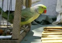 ಗಿಳಿಶಾಸ್ತ್ರದ ಮೊರೆ ಹೋದ IT ಇಲಾಖೆ ಅಧಿಕಾರಿಗೆ 35 ಲಕ್ಷ ರೂ. ಪಂಗನಾಮ