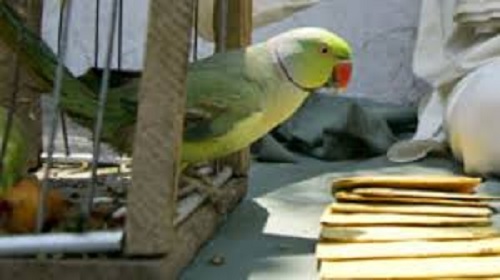 ಗಿಳಿಶಾಸ್ತ್ರದ ಮೊರೆ ಹೋದ IT ಇಲಾಖೆ ಅಧಿಕಾರಿಗೆ 35 ಲಕ್ಷ ರೂ. ಪಂಗನಾಮ