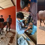 ಮೈಸೂರು: ಕುದುರೆಗೆ ಕೃತಕ ಕಾಲು ಜೋಡಣೆ ಯಶಸ್ವಿ