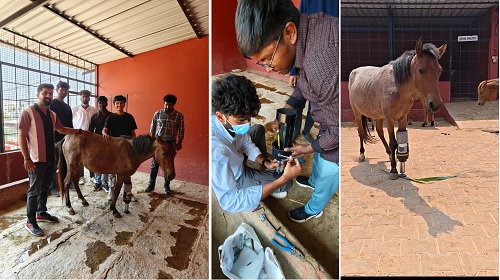 ಮೈಸೂರು: ಕುದುರೆಗೆ ಕೃತಕ ಕಾಲು ಜೋಡಣೆ ಯಶಸ್ವಿ