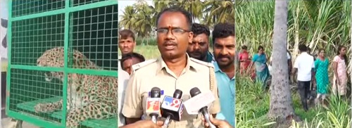 ಮರಿ ಹುಡುಕಿಕೊಂಡು ಬಂದು ಬೋನಿಗೆ ಬಿದ್ದ ತಾಯಿ ಚಿರತೆ: ನೋಡಲು ಮುಗ್ಗಿಬಿದ್ದ ಜನರು