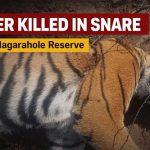 ಉರುಳಿಗೆ ಸಿಲುಕಿ ಹುಲಿ ಬಲಿ