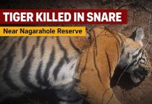 ಉರುಳಿಗೆ ಸಿಲುಕಿ ಹುಲಿ ಬಲಿ